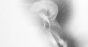 Diane Morin, Séries blanches, 2006. Détail d'un photogramme